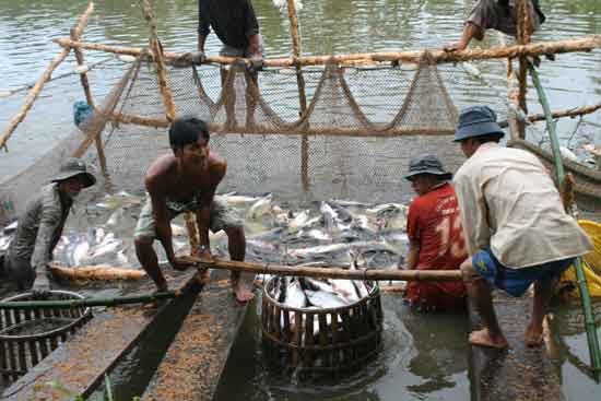 Farmers harvest Pangasius fish in the Mekong Delta (Photo: SGGP)